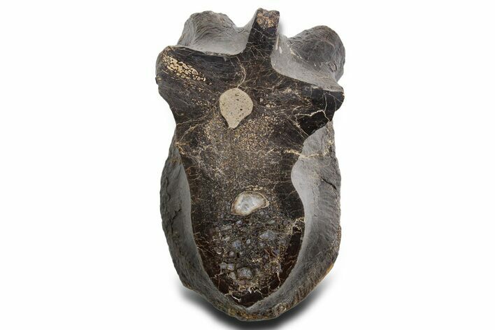 Cut/Polished Theropod Dinosaur (Allosaurus) Vertebra - Utah #360976